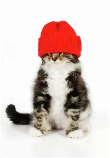 Cat - Kitten wearing red hat
