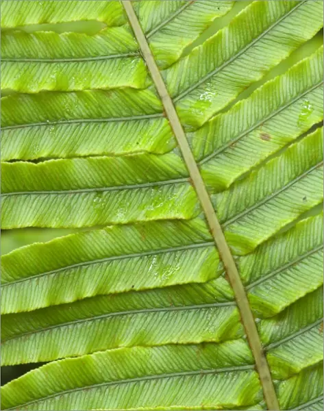 Fern structure structure details of a Blechnum fern's leaf Te Urewera National Park, Hawke's Bay, North Island, New Zealand