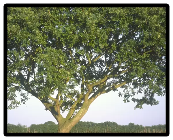 Pedunculate Oak Tree On field border, Norfolk UK