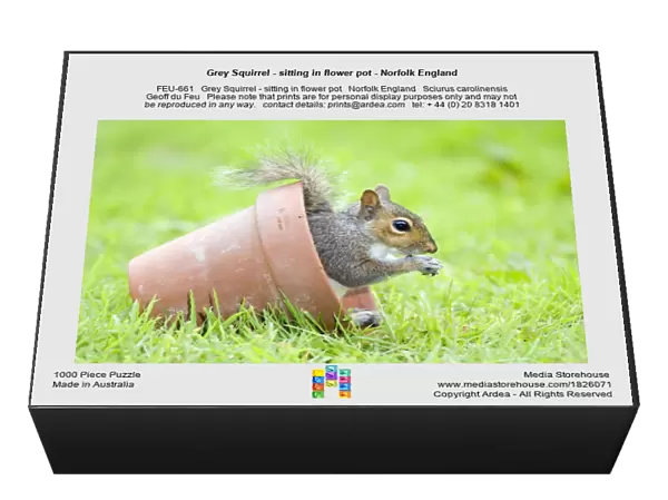 Grey Squirrel - sitting in flower pot - Norfolk England