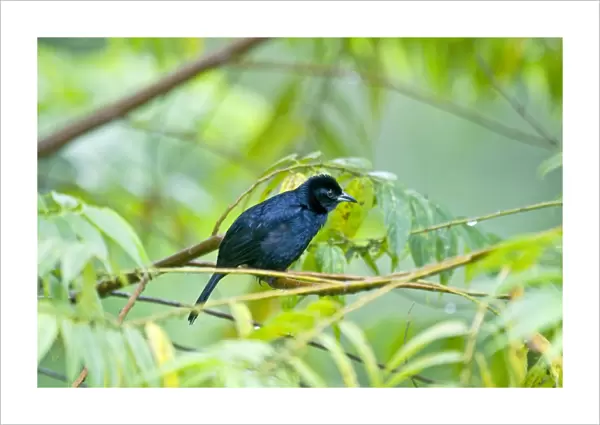 Male white-lined Tanager - on branch among leaves - Asa Wright Centre - Trinidad