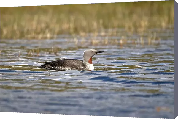 Red-throated Loon  /  Diver - on small loch - Isle of Harris - Outer Hebrides