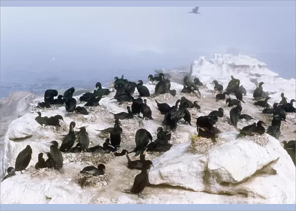 Cape Cormorant - breeding colony