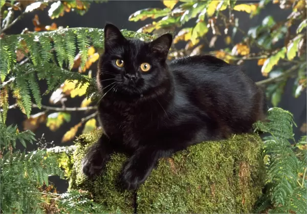 Black Cat - in autumn