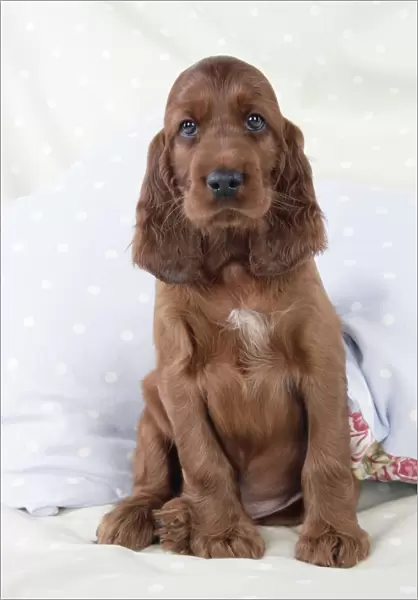 Dog - Irish Setter - Puppy sitting down on pillow