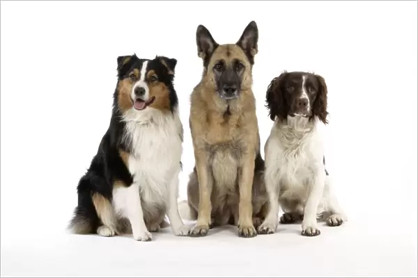 Australian Shepherd Dog  /  German Shepherd Dog  /  English Springer Spaniel Dog