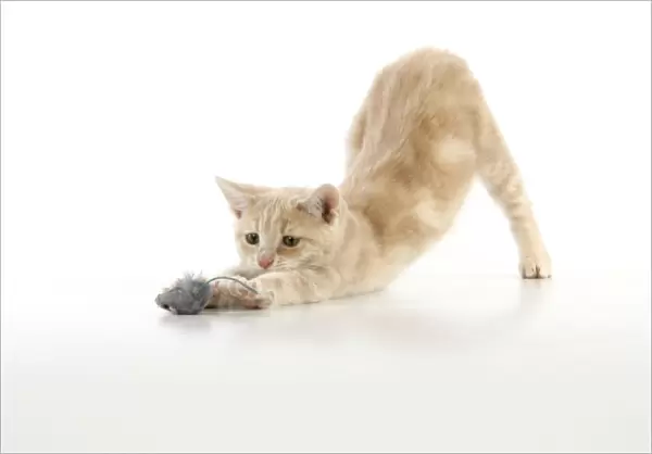 CAT. cream tabby kitten playing with a toy mouse