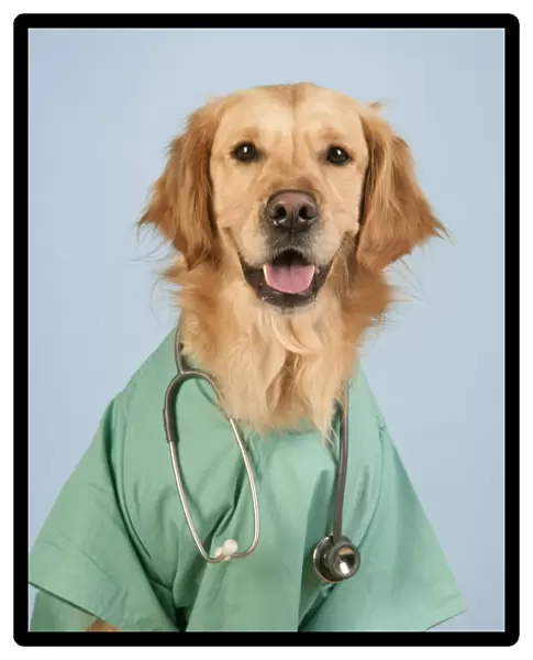 Dog. Golden Retriever wearing doctors outfit