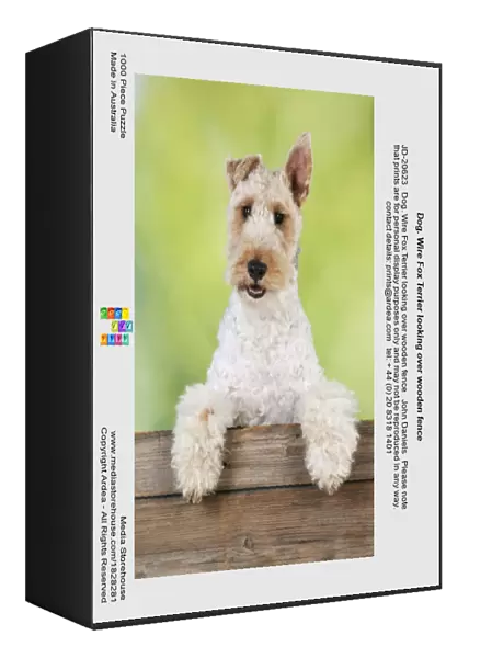 Dog. Wire Fox Terrier looking over wooden fence