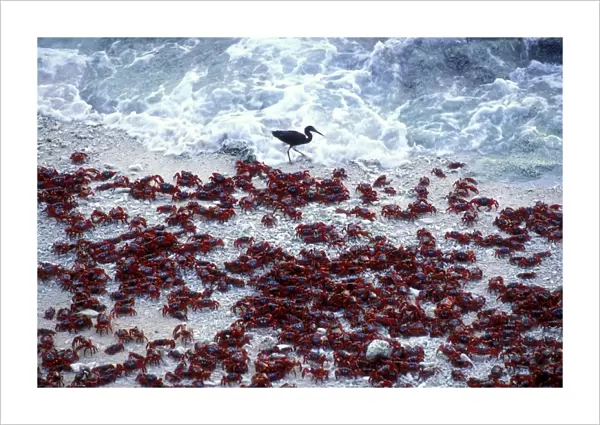 Red Crab (a land crab) - Males on beach ‘dipping to replenish water  /  salt - Christmas Island - Indian Ocean (Australian Territory) JPF35399