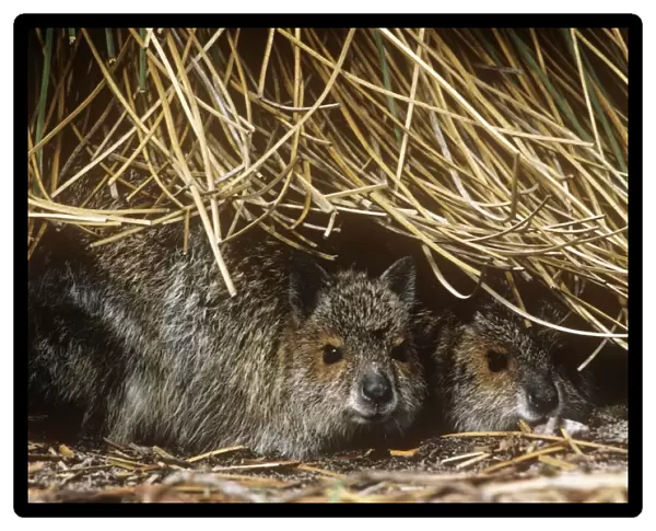 Spectacled Hare-wallaby - two sheltering under vegetation