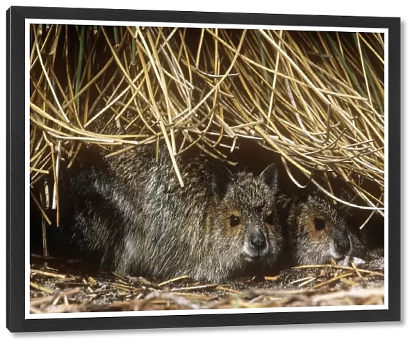 Spectacled Hare-wallaby - two sheltering under vegetation