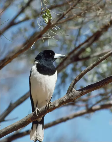 Pied Butcherbird - predator of budgerigar The Olgas, Uluru National Park, Northern Territory, Australia