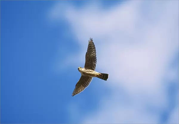 Merlin JZ 1672 In flight Falco columbarius © Jim Zipp  /  ARDEA LONDON