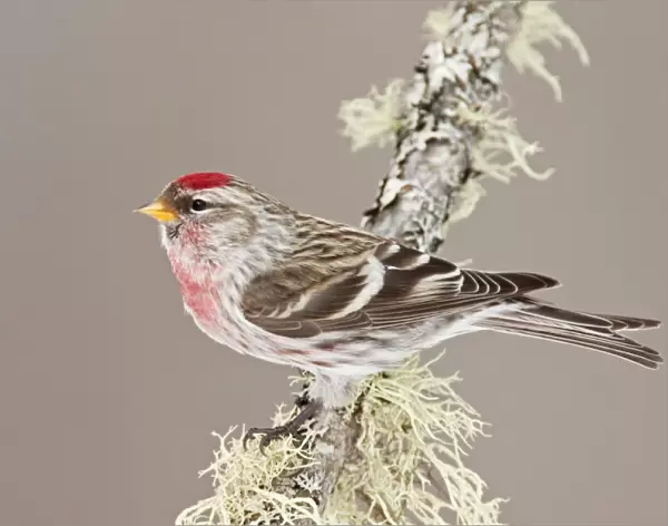 Common Redpoll - Maine - USA - in February