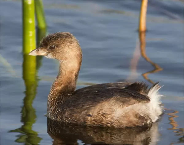 Pied-billed Grebe - in winter - Florida - USA - January