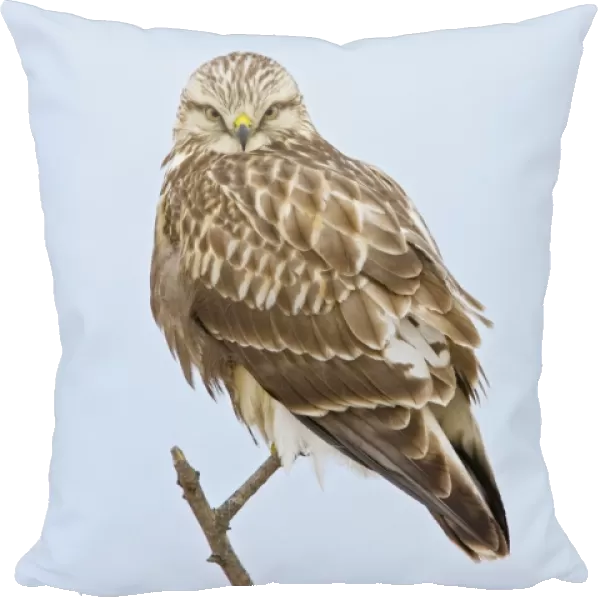 Rough-legged Hawk - light morph immature bird - Connecticut - USA