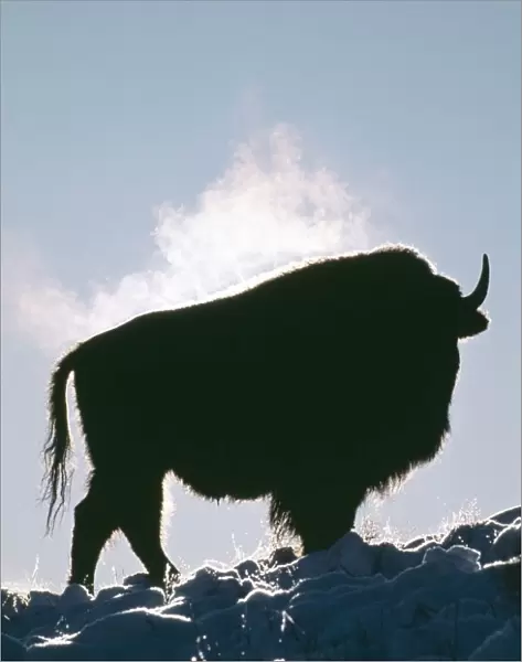 Bison JZ 72 Cold morning in Haydon valley Yellowstone N. P. Bison bison © Jim Zipp  /  ARDEA LONDON