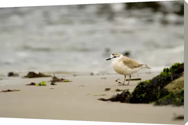 White Fronted Plover - foraging along the shore line - Atlantic Coast - Namibia - Africa