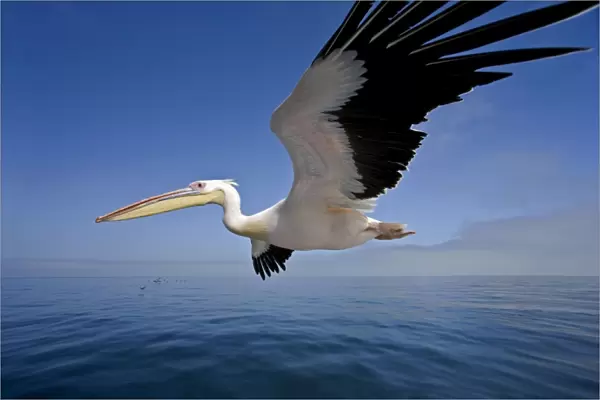 Great White Pelican - In flight over the Atlantic - extreme wide angle view - with cormorants on the horizon - Atlantic Ocean - Walvis Bay - West Coast - Namibia - Africa