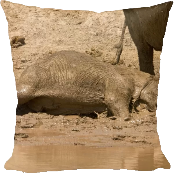 African Elephant - desert adapted - calf having a mud bath while an adult stands close bye - Damaraland - Western Namibia - Africa