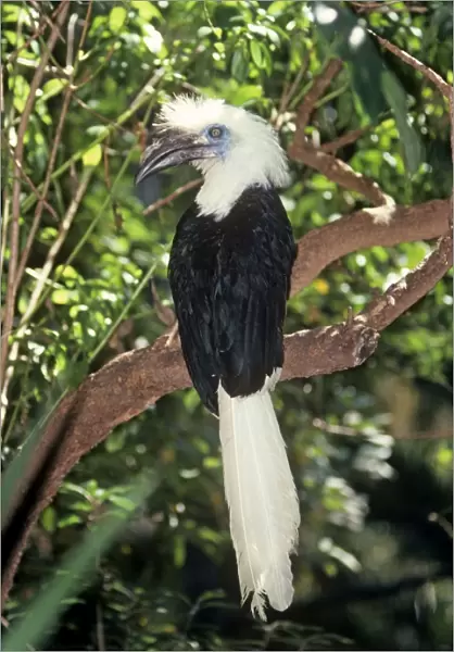Long  /  White Crested Hronbill