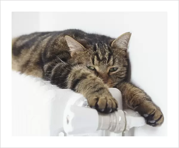 Cat - tabby lying on top of radiator