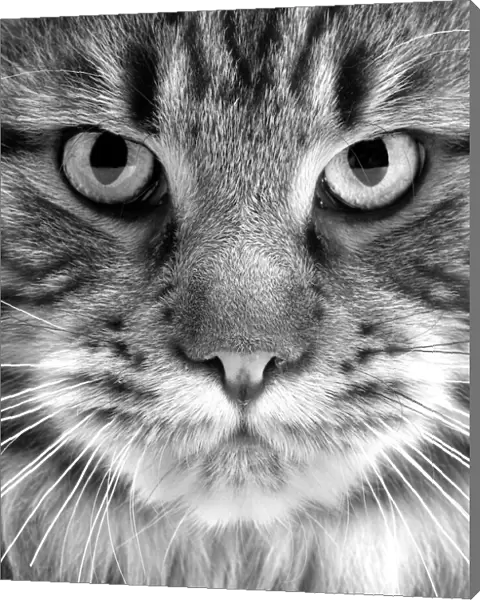 Maine coon Cat - close-up of face. Black and White