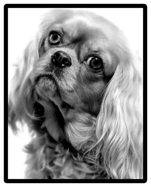 Dog - Cavalier King Charles - close-up of face. Black and White