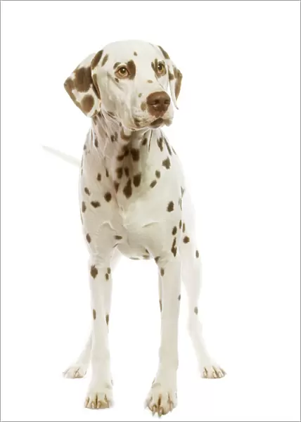 Dog - Dalmatian - liver spotted