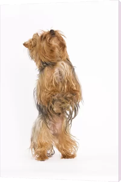 Dog - Yorkshire terrier on hind legs