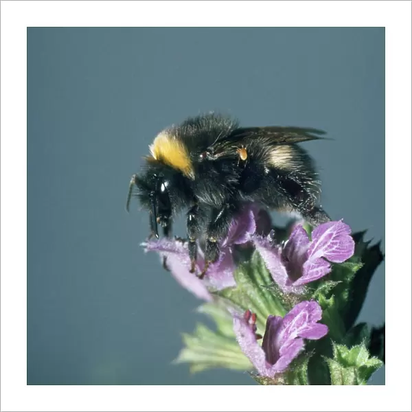 Bumblebee - showing parasitic mite