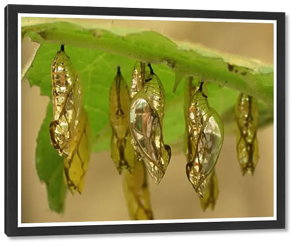 Pupa of Orange-spotted Tiger Clearwing Colombia
