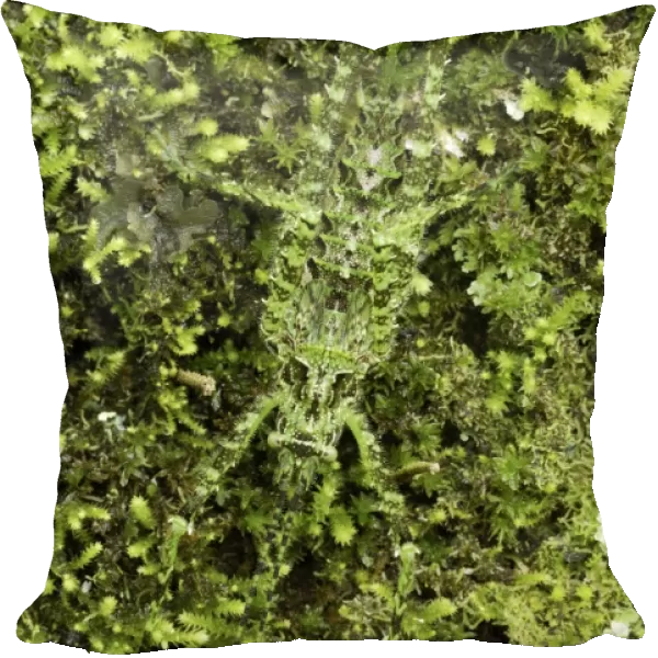 Katydid - camouflaged on moss + lichen Siquirres, Costa Rica