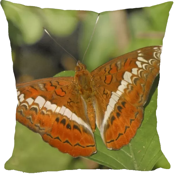 Knight butterfly, Nymphalid Kheaun Sri Nakarin N. P. Thailand