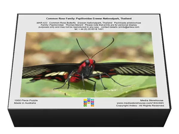 Common Rose Family: Papilionidae Erawan Nationalpark, Thailand