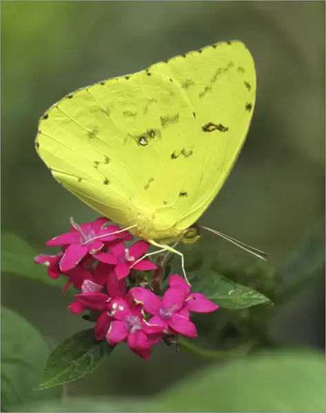 Cloudless Sulphur Butterfly Colombia