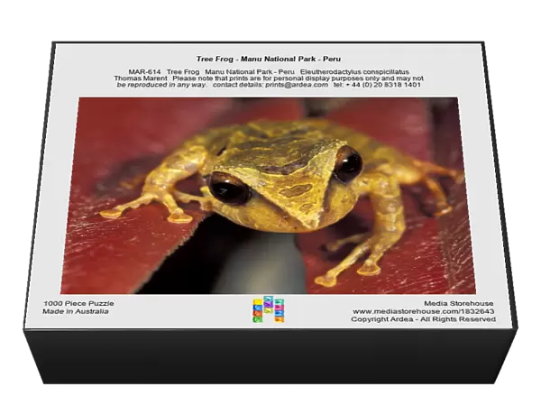 Tree Frog - Manu National Park - Peru