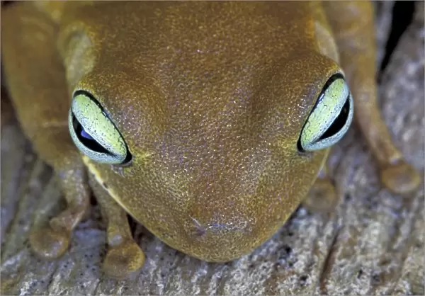 Rattle-voiced Treefrog - Emerald-eyed Treefrog - Los Llanos - Venezuela