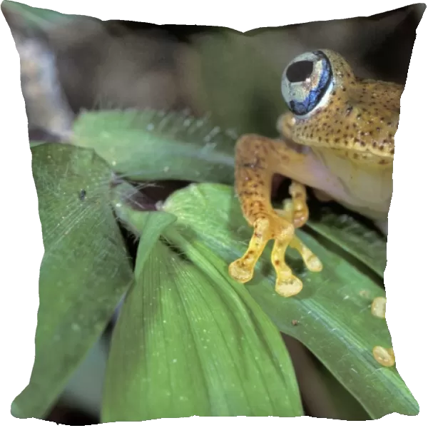 Dumeril's Bright-eyed Frog - Andasibe - Mantadia National Park - Madagascar