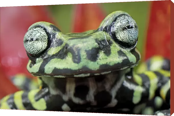 Tiger's Treefrog on bromeliad - new species discovered in 2007 - Pasto - Departamento Narino - Colombia