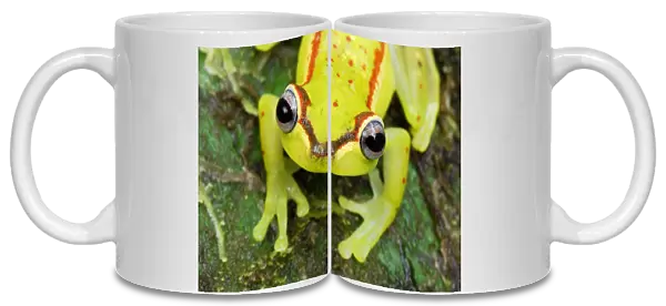 Treefrog - colour daytime - San Cipriano Reserve - Cauca - Colombia
