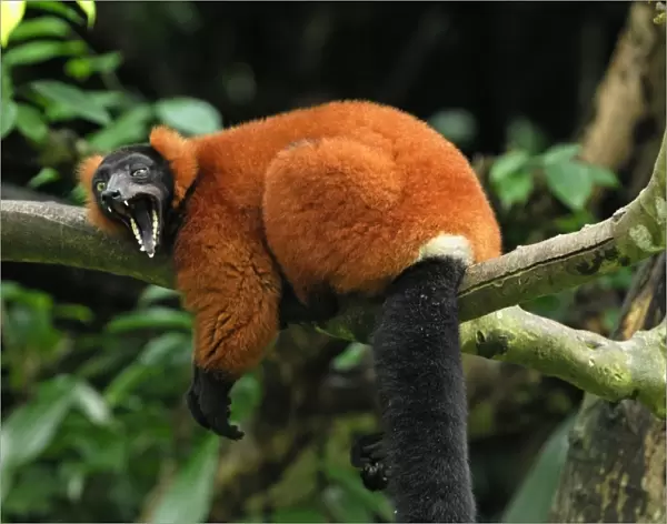 Red ruffed Lemur - resting on branch with mouth wide open - Masoala - Madagascar