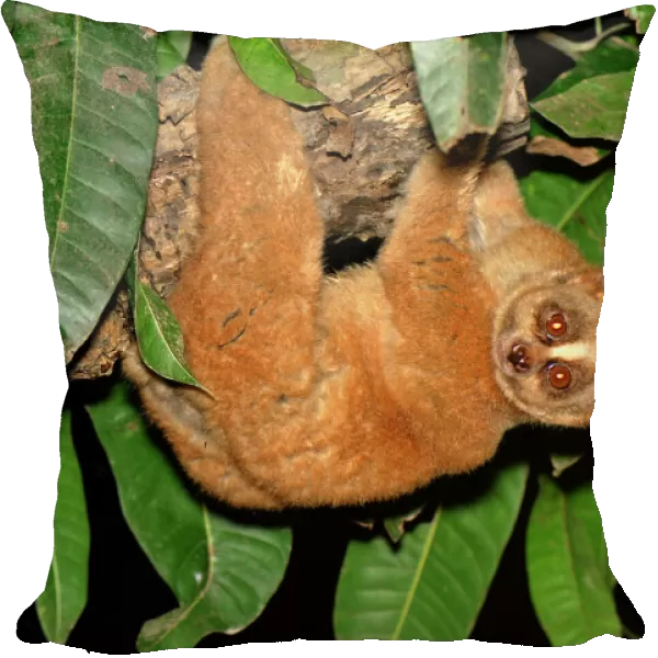 Slow Loris - hanging upside down from branch - Thailand