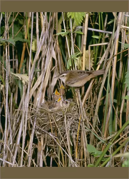 Sedge Warbler MAW 15 At nest with young, Sussex © Maurice Walker  /  ARDEA LONDON