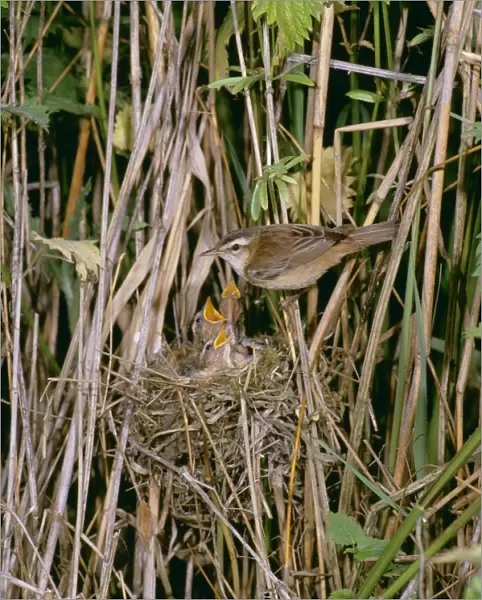 Sedge Warbler MAW 15 At nest with young, Sussex © Maurice Walker  /  ARDEA LONDON