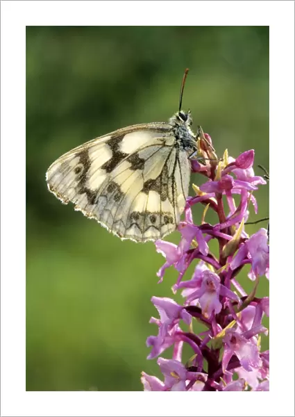 Marbled White Butterfly - on flower - France