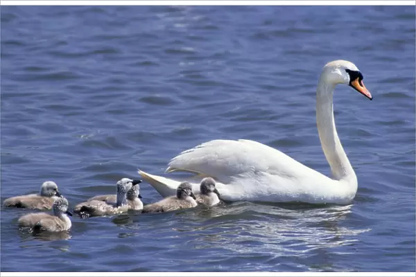 Mute Swan - with chicks - Abbotsbury