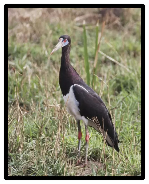 Abdim's Stork - in field - Murchison Falls National Park - Uganda - Africa - On migration February