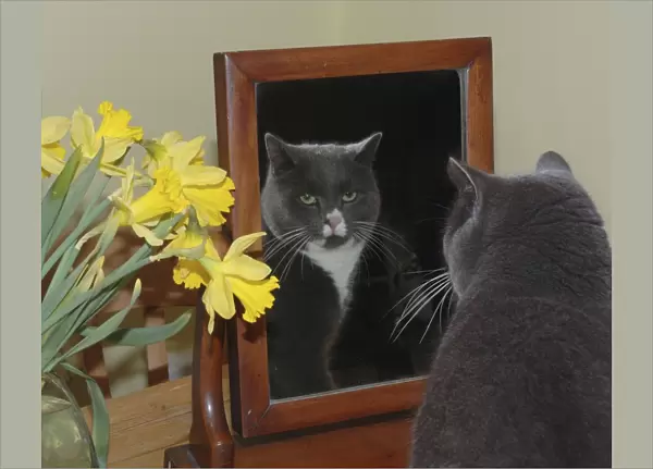 Cat - Dark grey cat looking at itself in the mirror